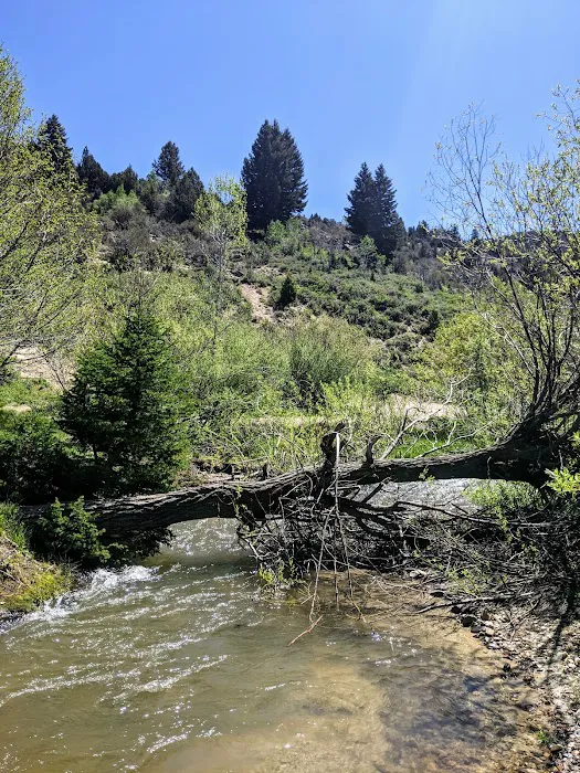 Silver City Campground Picture 7