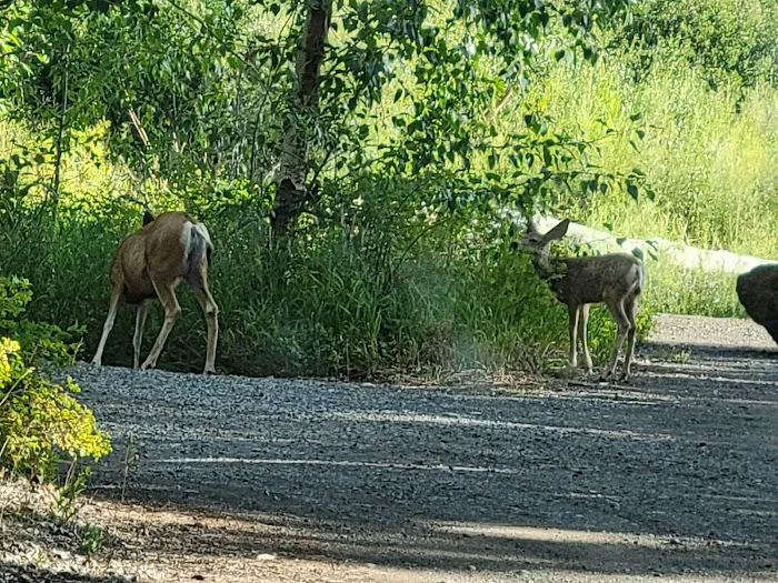 Big Game Campground Picture 1