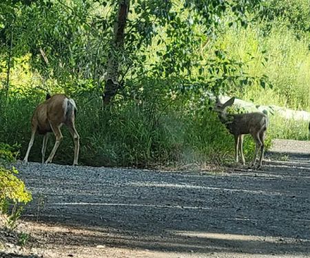 Big Game Campground