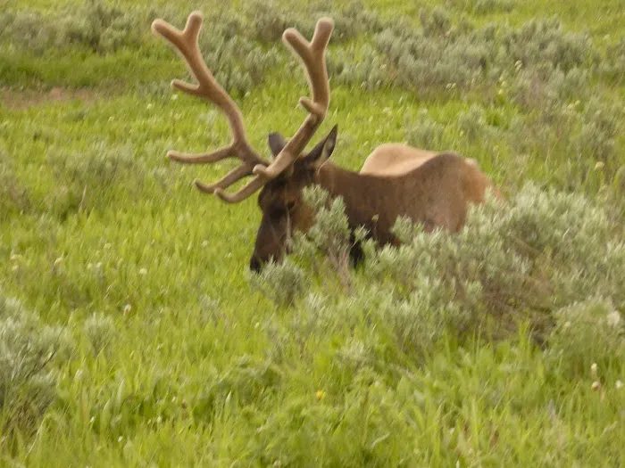 Elk Fork Campground Picture 9