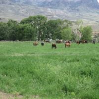 Homestead Campground ico