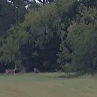 Wolf Creek Park ico