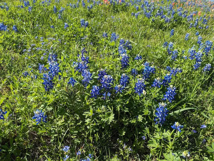 Liberty Hill Park Picture 10