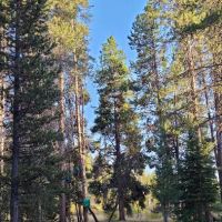 Beaverdam Meadow ico