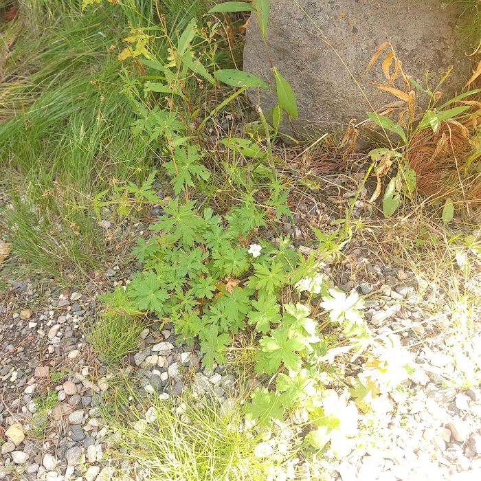 Threemile Campground Picture 4