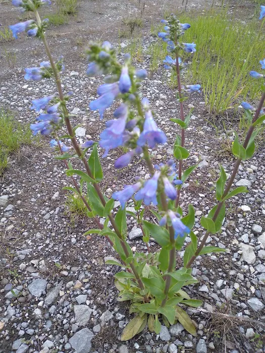 Blowout Campground Picture 10