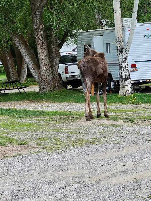 Fireside Resort - Jackson Hole Campground Picture 9