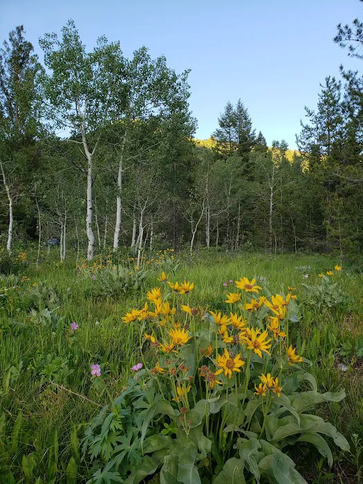 Teton Canyon Campground Picture 6
