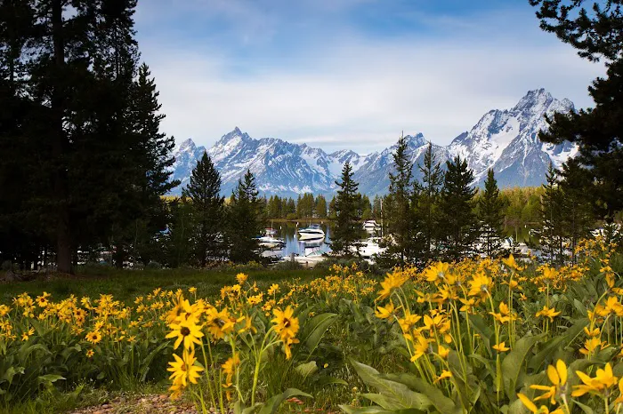Colter Bay Campground Picture 6