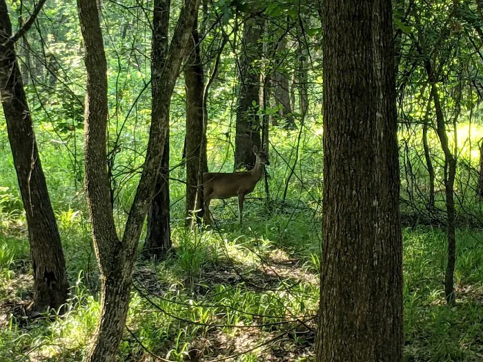 Oak Grove Campground Picture 4