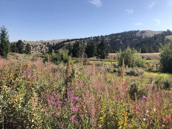 Curtis Canyon Campground Picture 8