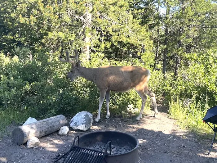 Jenny Lake Campground Picture 10