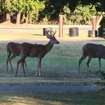Hickory Creek Campground