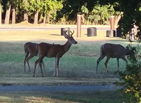 Hickory Creek Campground