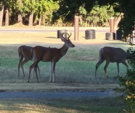 Hickory Creek Campground