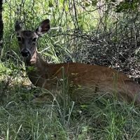 Deer Ridge Camping Loop ico