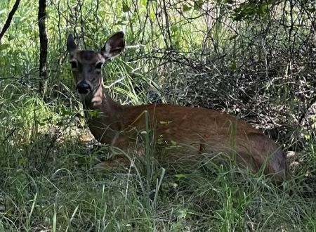 Deer Ridge Camping Loop