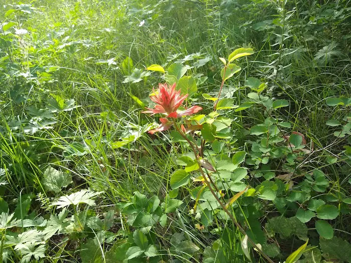 Murphy Creek Campground Picture 8