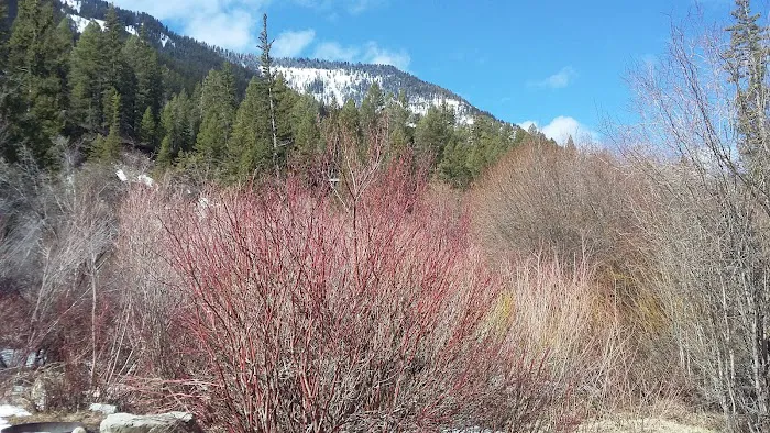 Hoback Campground Picture 3