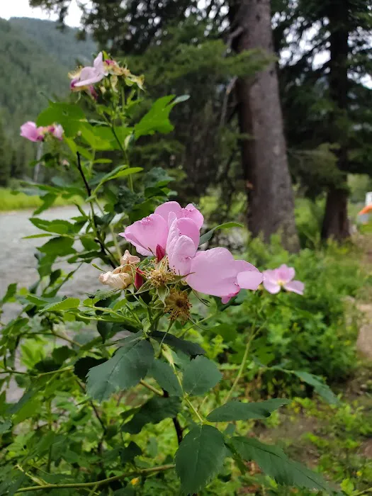 Hoback Campground Picture 10