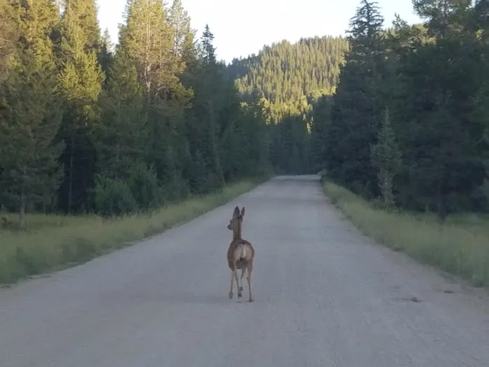 Moose Flat Campground Picture 9