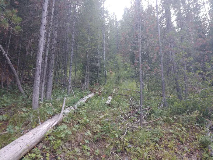 Gravel Creek Campground Picture 4