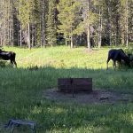 Pine Island Group Campground