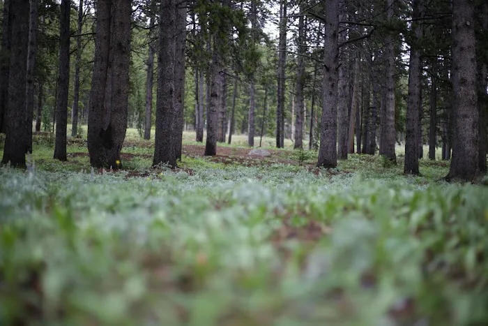 Prune Creek Picture 5