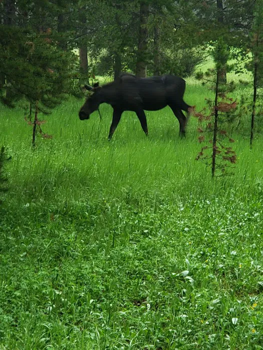 Prune Creek Picture 4