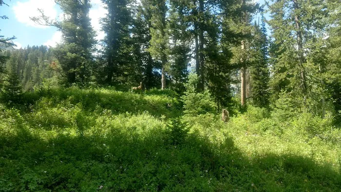 Cottonwood Lake Group Campground Picture 8
