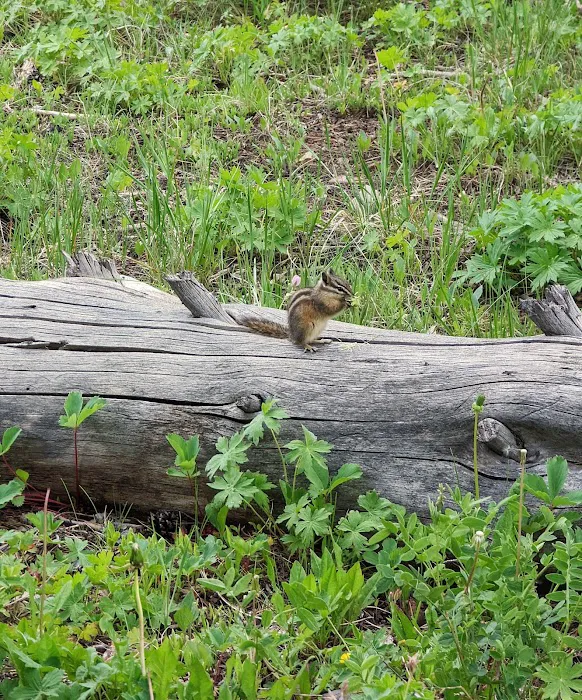 Sacajawea Campground Picture 10