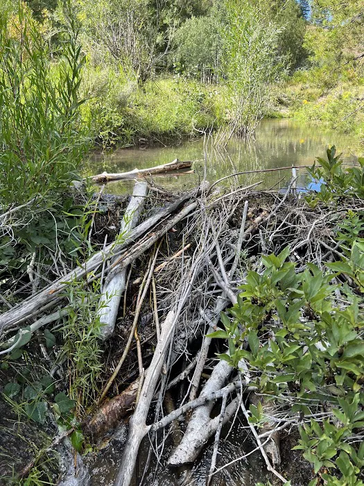 Allred Flat Campground Picture 10