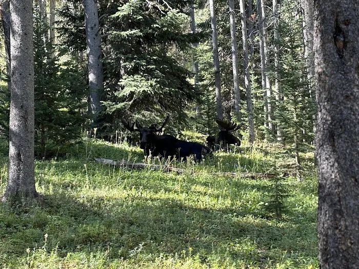 Sibley Lake Dam Picnic Site Picture 7