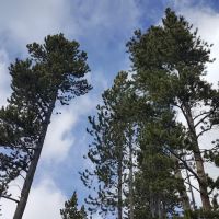 Dead Swede Campground ico