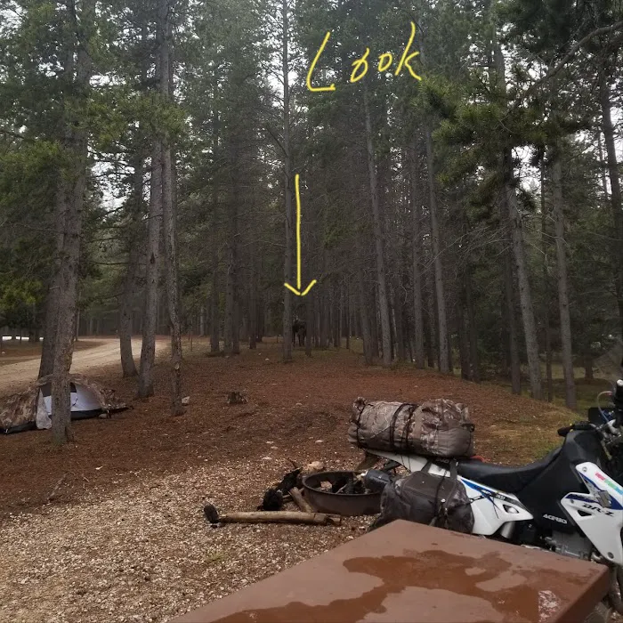 East Fork Campground Picture 2