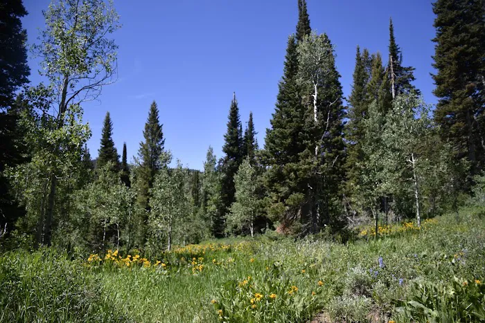 Emigration Campground Picture 7