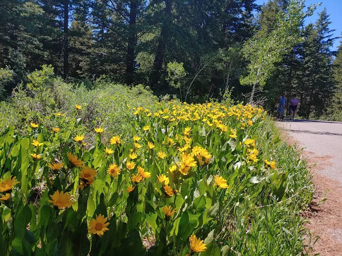 Scout Mountain Campground Picture 5