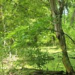 Bear Creek Campground