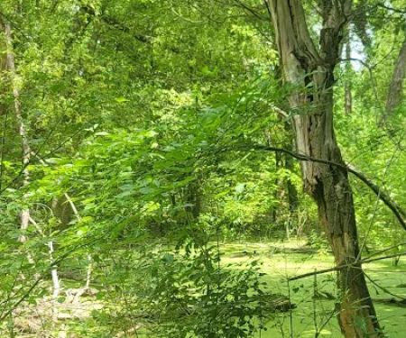 Bear Creek Campground