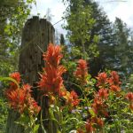 Cloverleaf Campground