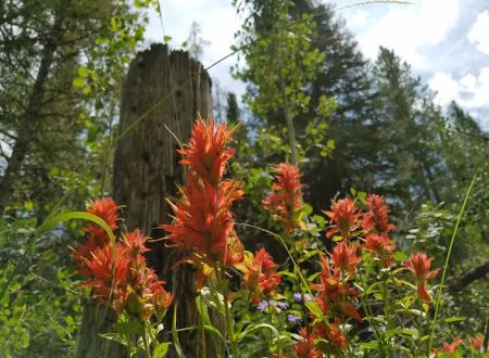 Cloverleaf Campground