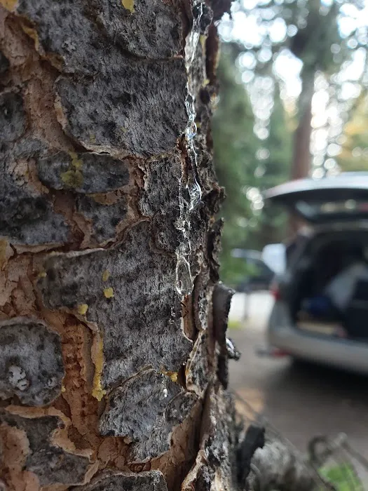 Deer Park Campground Picture 9