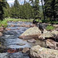 Island Park Campground ico