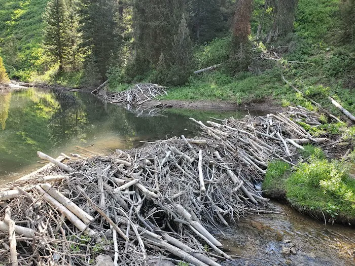 Beaver Creek Campground Picture 3