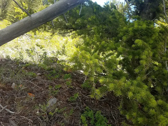 Beaver Creek Campground Picture 9