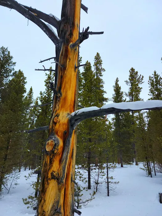 Pole Creek X-Country Site Picture 1