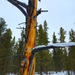 Pole Creek X-Country Site