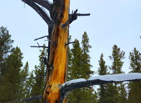 Pole Creek X-Country Site