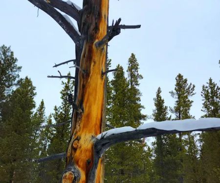 Pole Creek X-Country Site