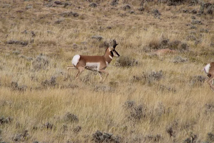 Bighorn View RV Campground Picture 2